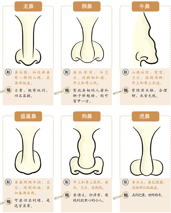 主页 风水命理 相术大全 正文【导语】鼻子是从外部特征区分